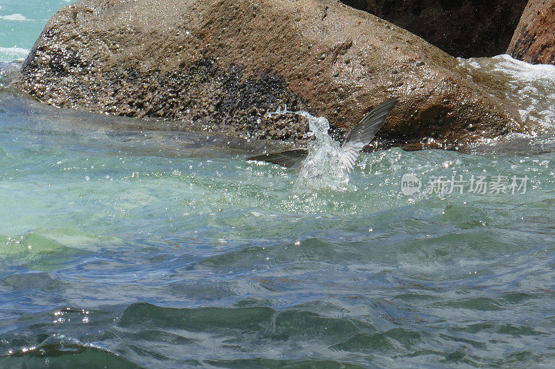 Anse Kerlan，普拉林，塞舌尔